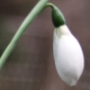 galanthus warham - abriachan nurseries